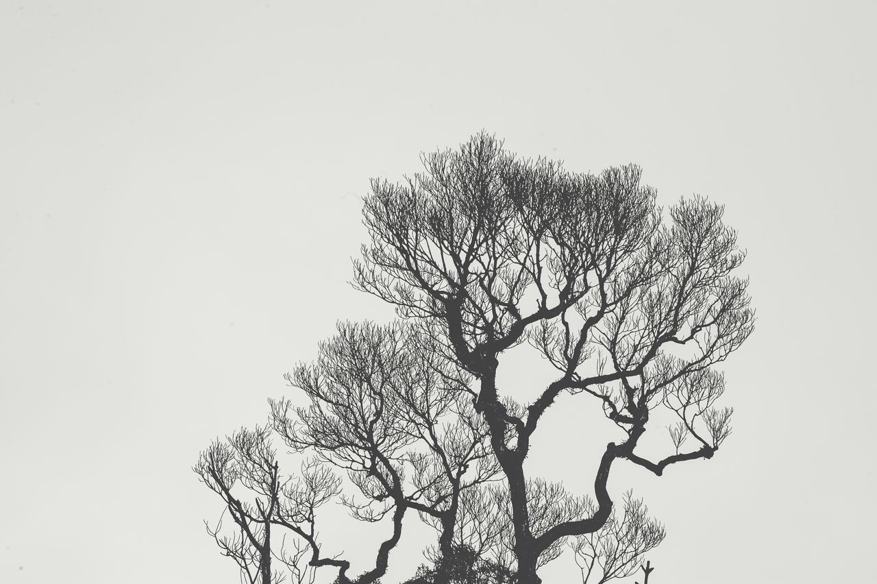 silhouetted branches of a tree create intricate patterns against a bla