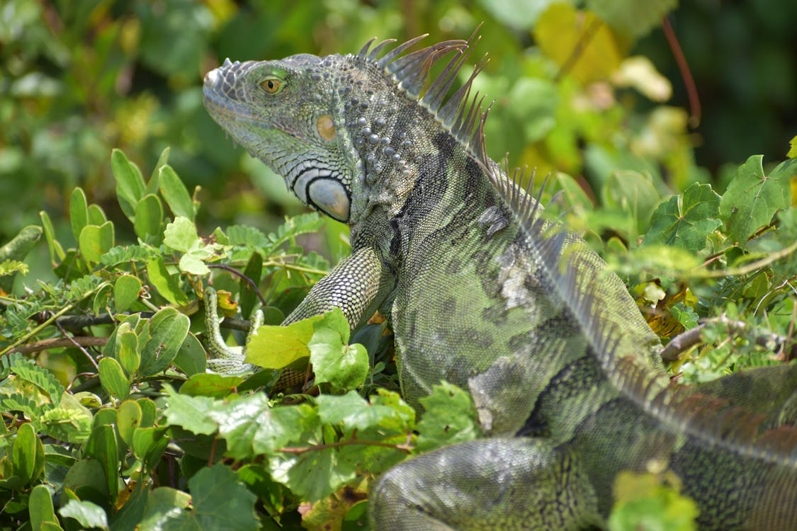 Close Up Photo of an Iguana