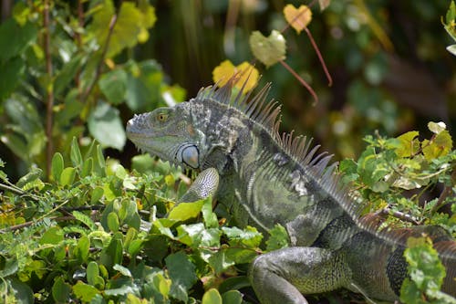 Kostnadsfria Kostnadsfri bild av djurfotografi, grön iguana, kamouflage Stock foto