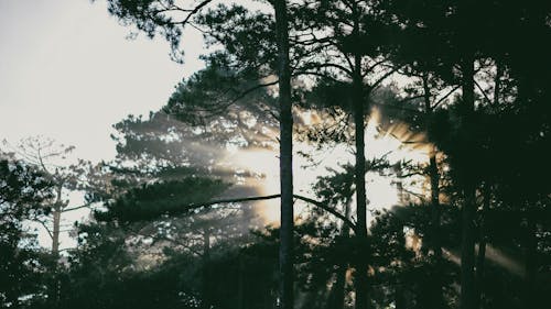 Základová fotografie zdarma na téma borovice, denní světlo, flóra