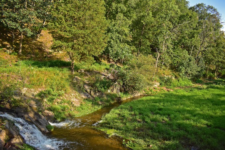 Green Trees Beside The River