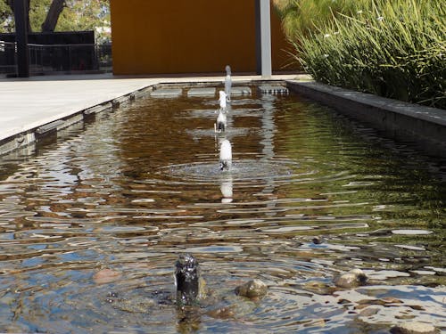 Free stock photo of fountain, natural, water