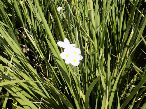 Free stock photo of flowers, white flowers