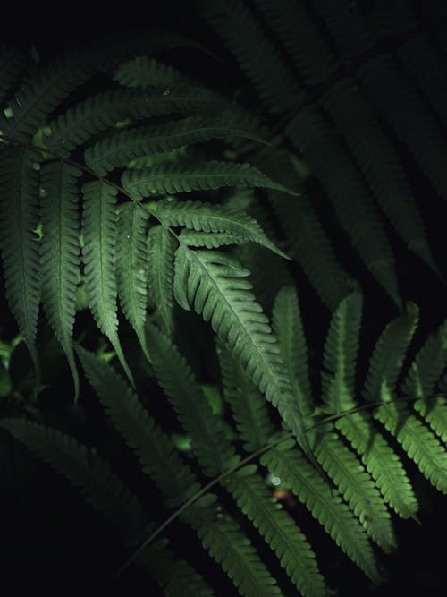 Green Fern Leaves in Close Up Shot