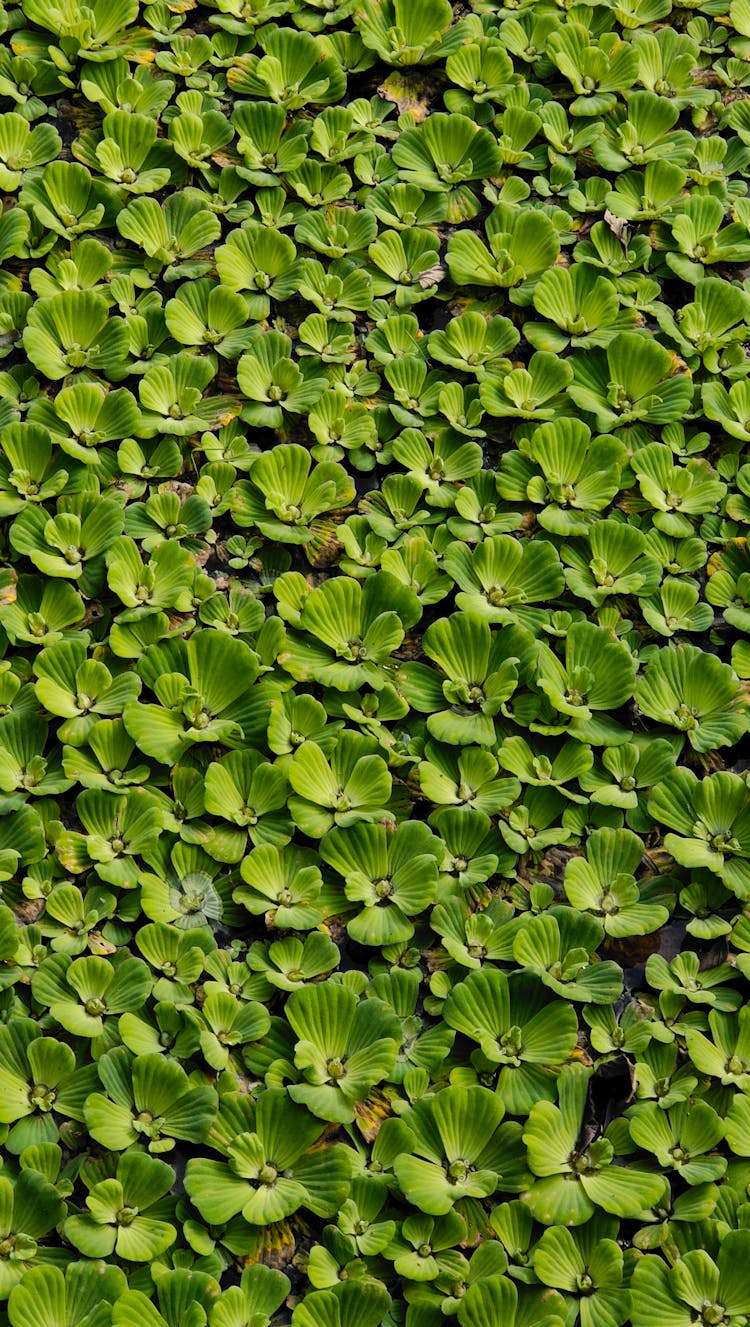 Water Lettuce On Water