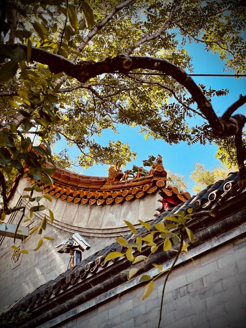 Free Ornate traditional Asian roof captured from a low angle, framed by leafy branches. Stock Photo