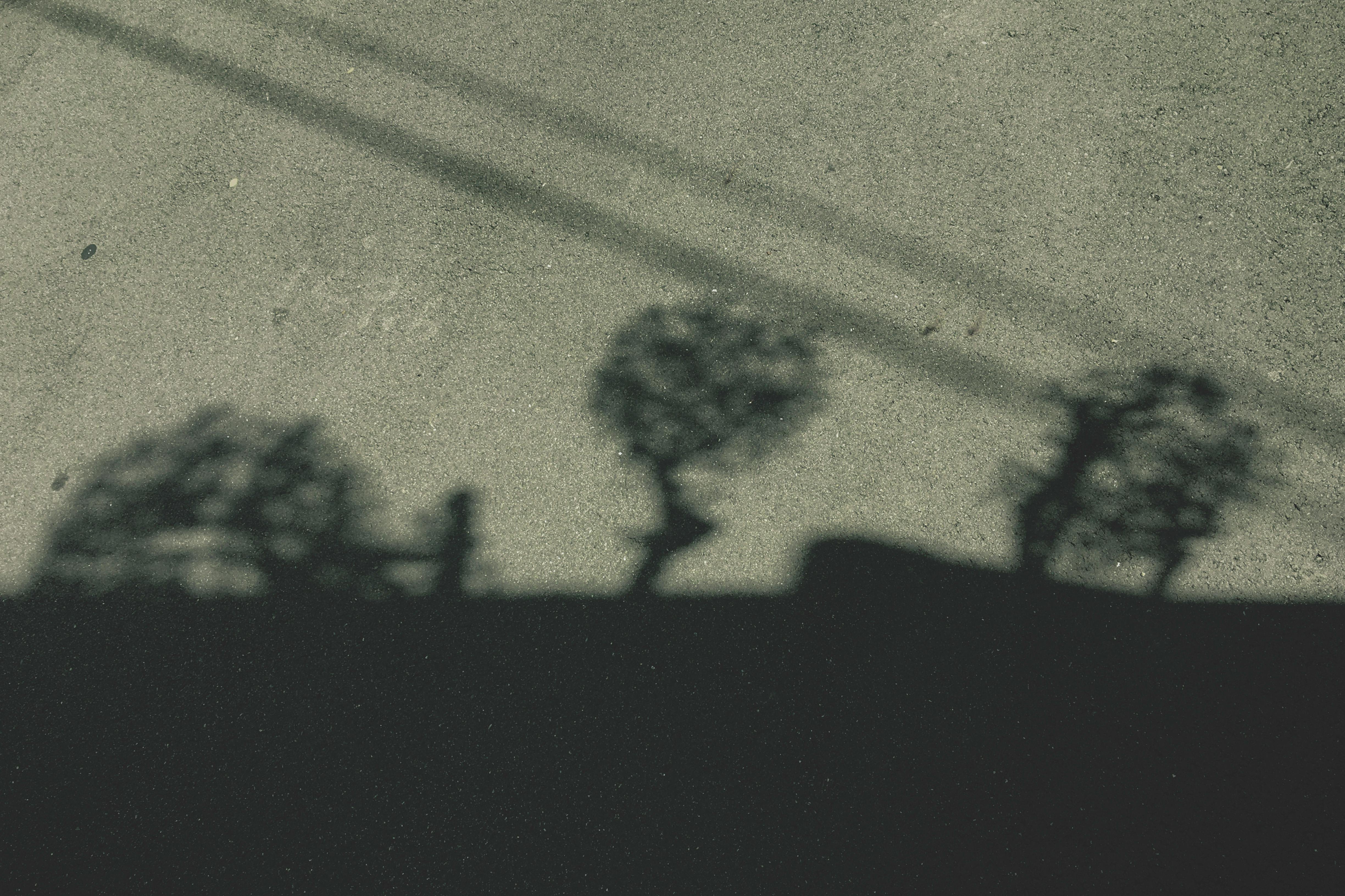 Abstract shadows of tree silhouettes on a concrete pavement, creating a unique urban pattern.