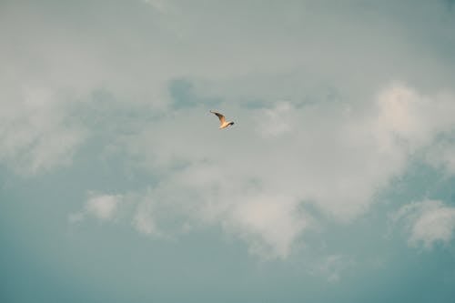 A Bird Flying Under Blue Sky