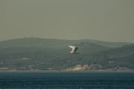 Bird Flying over the Sea