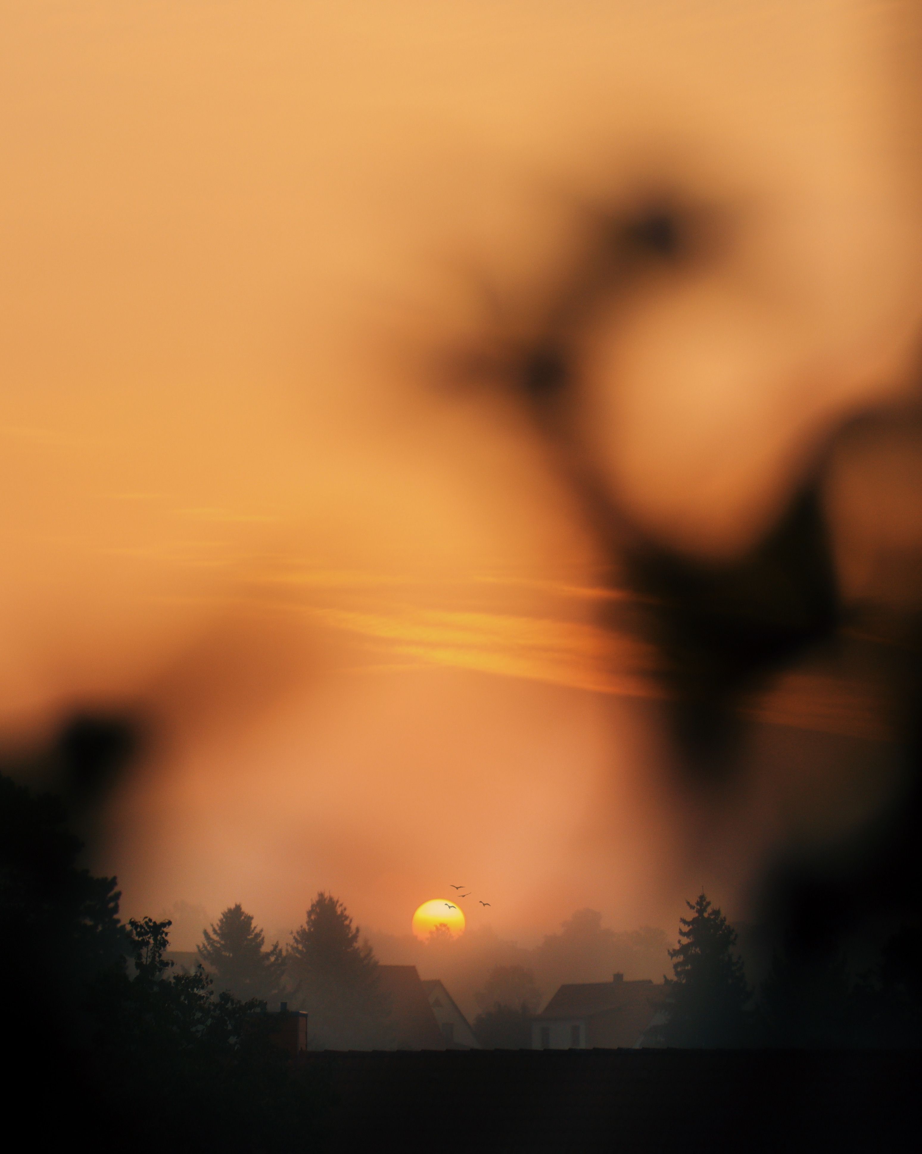 Vibrant sunset casting warm hues over silhouetted trees and distant rooftops, creating a serene atmosphere.