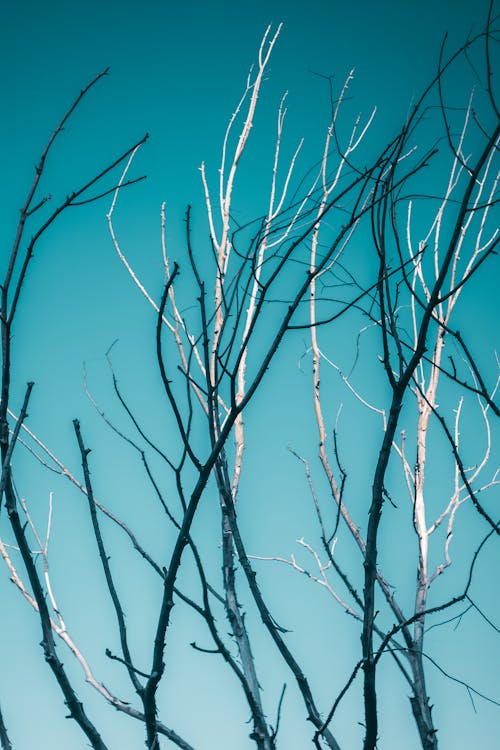 Leafless Tree Under Blue Sky