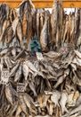 Dried Fish on Display