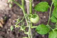 Green Tomato Plant in Close Up Photography
