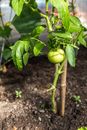 Green Tomato Plant and Fruit on Brown Soil