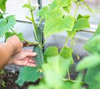 Person Harvesting a Cucumber