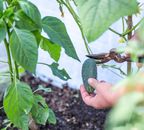 Person Harvesting a Cucumber