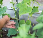 Person Harvesting a Cucumber