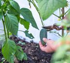Person Harvesting a Cucumber