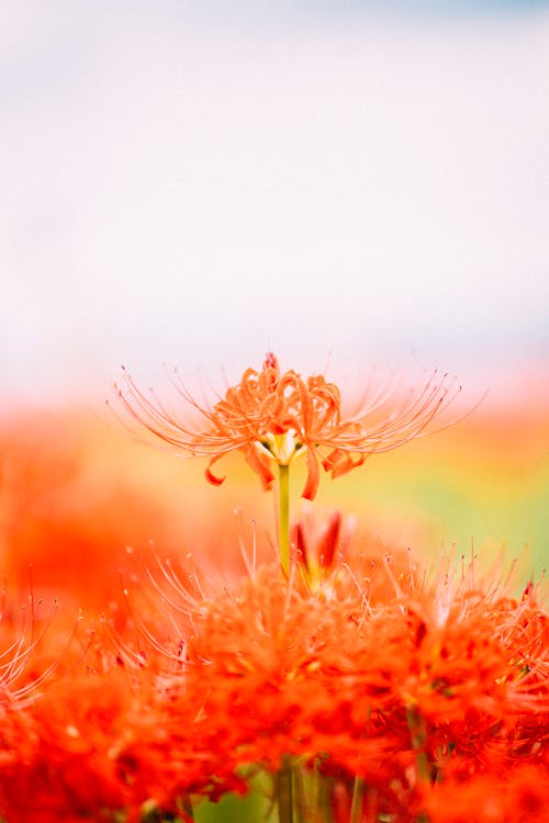 Free Selective Focus Photo of a Red Spider Lily Flower Stock Photo