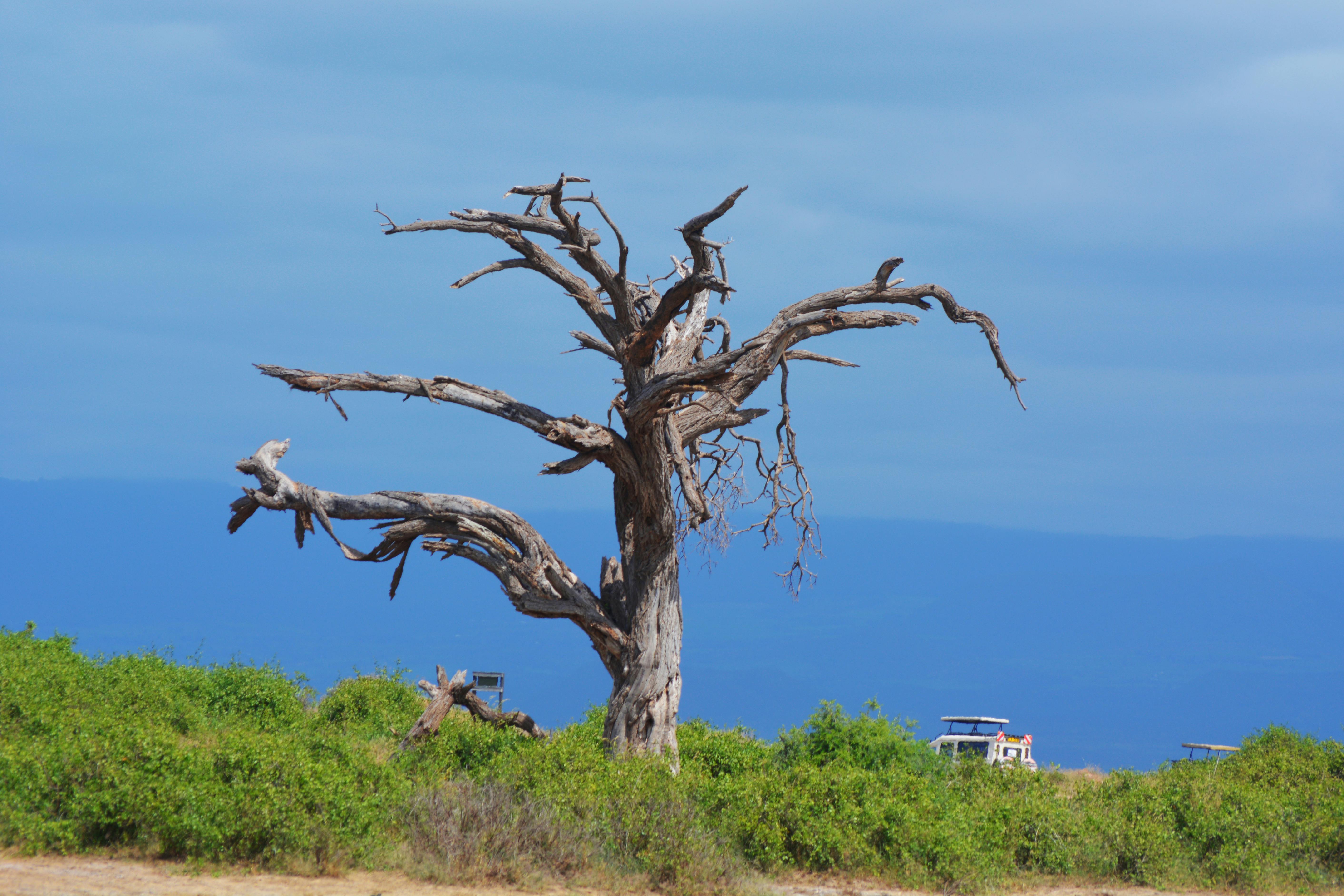 free-stock-photo-of-dead-tree-minimalism-tree