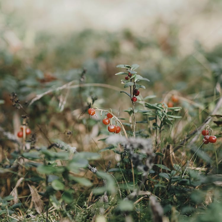 Plant With Red Fruit