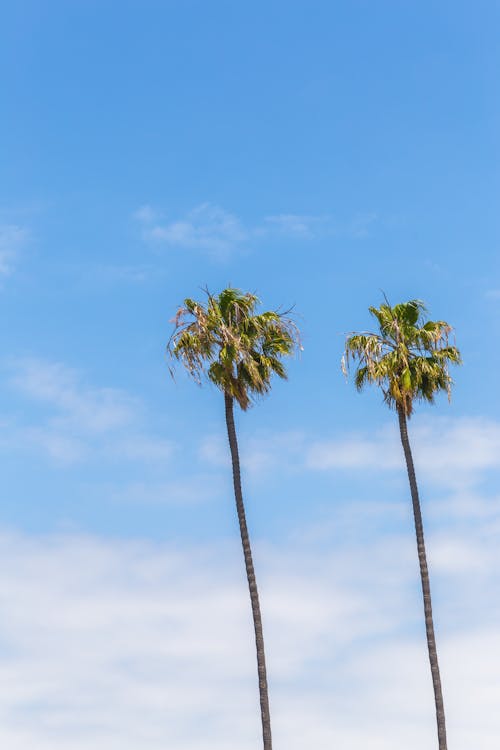 Tall Palm Tree Under the Blue Sky