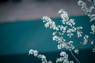 青色的背景下，户外拍摄的白色花朵美丽地盛开着