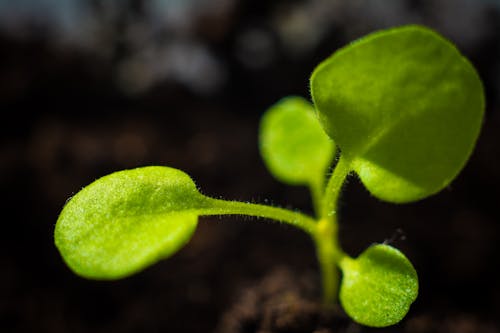 Free stock photo of beautiful flowers, green, macro