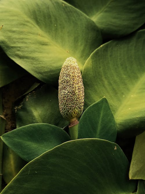 Green Plant in Close Up Photography