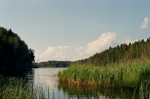 Green Trees Beside River Under Blue Sky