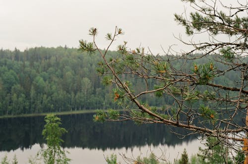 Darmowe zdjęcie z galerii z 35 mm, błękitne niebo, drewno natury