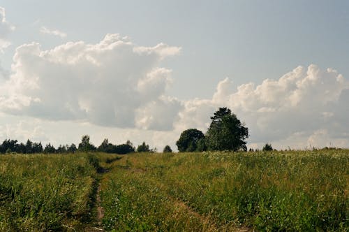 Grass Field Under White Clouds 