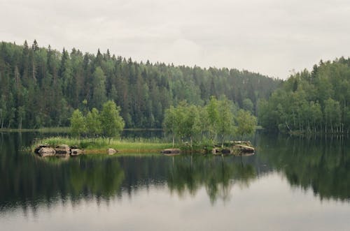 Calm Lake Surrounded by Green Trees