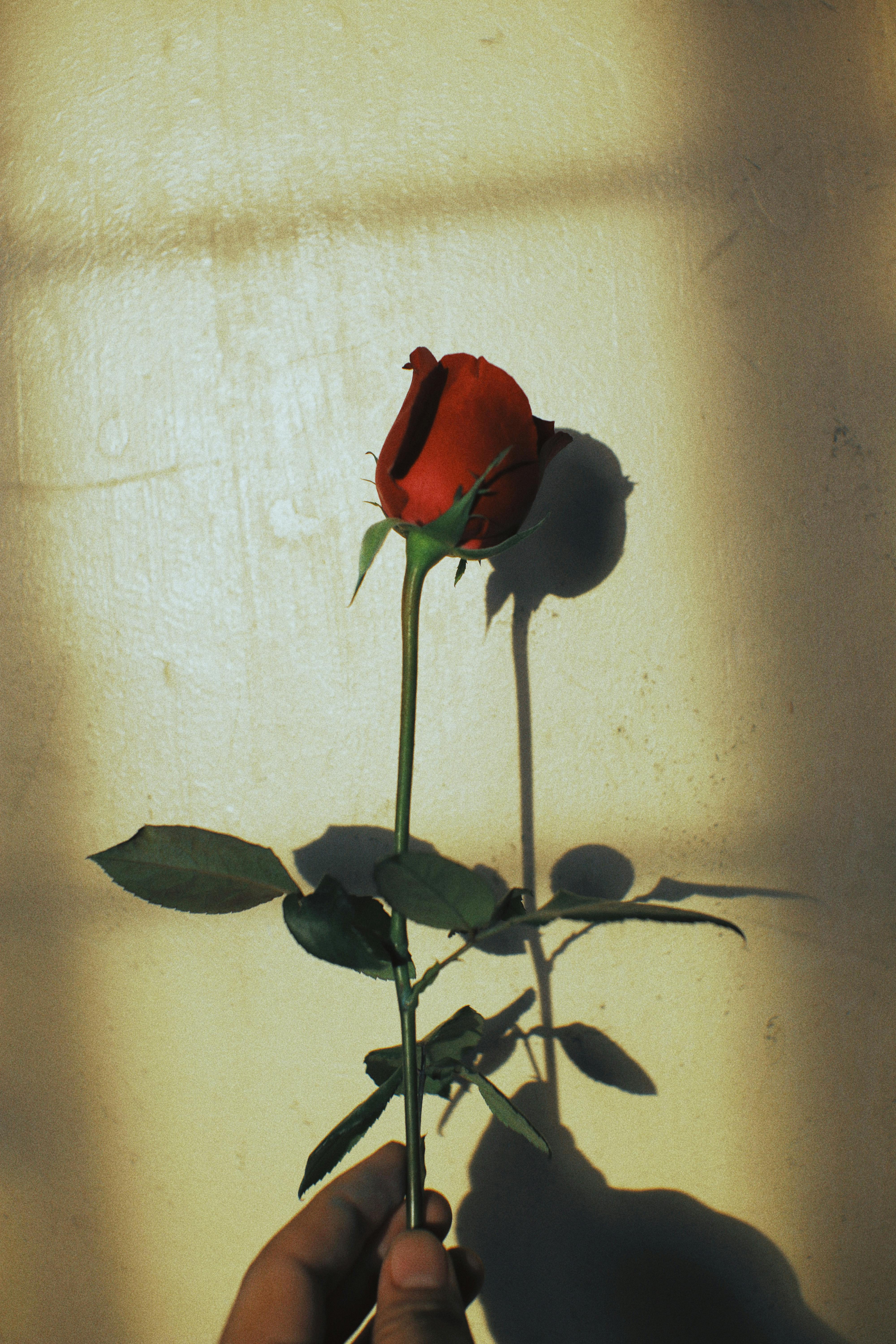 Close-up of a red rose casting a dramatic shadow, held against a sunlit wall.