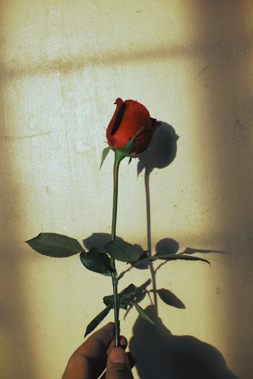 Close-Up Shot of a Person Holding a Blooming Red Rose