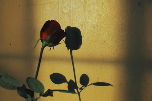 Close-Up Shot of a Blooming Red Rose