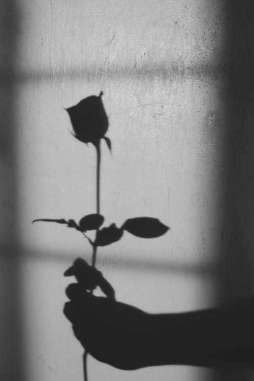 Free Silhouette of a rose in hand casting a shadow on a textured wall. Stock Photo