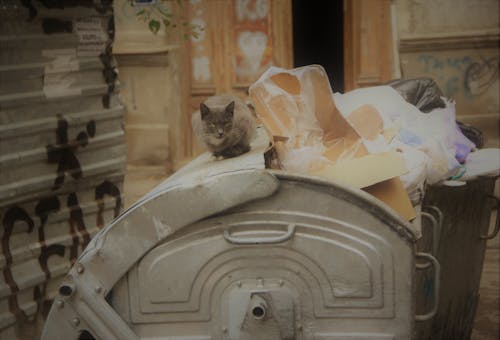 Безкоштовне стокове фото на тему «відходи, кішка, котячі»