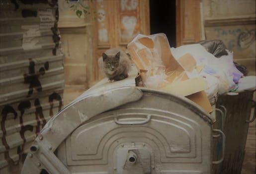 A street cat lounges atop a garbage bin in an urban setting, surrounded by litter.