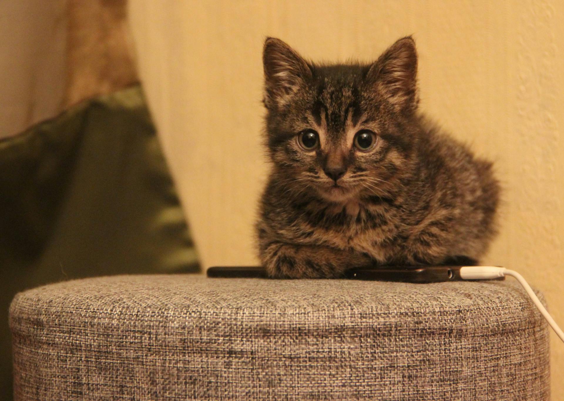 Cute tabby kitten sitting on a stool indoors, next to a charging phone.