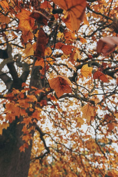 Free Golden autumn leaves in an English park during daylight, capturing seasonal beauty. Stock Photo