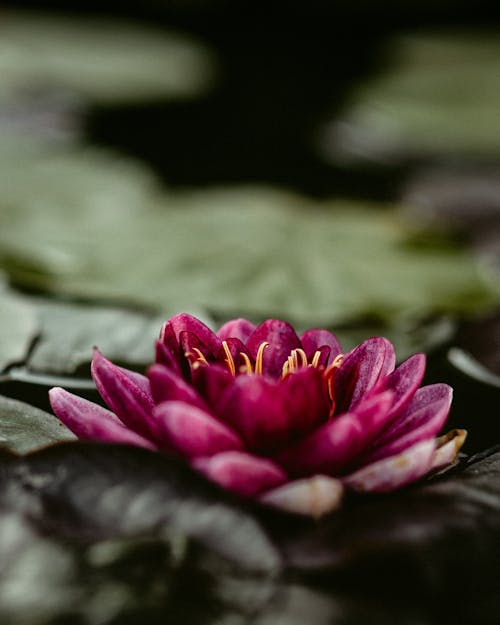 Purple Pygmy Water Lily 
