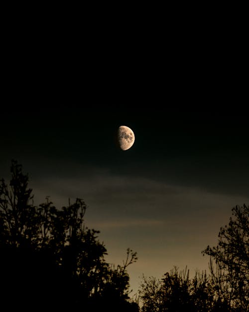 Безкоштовне стокове фото на тему «вертикальні постріл, дерева, місячний»