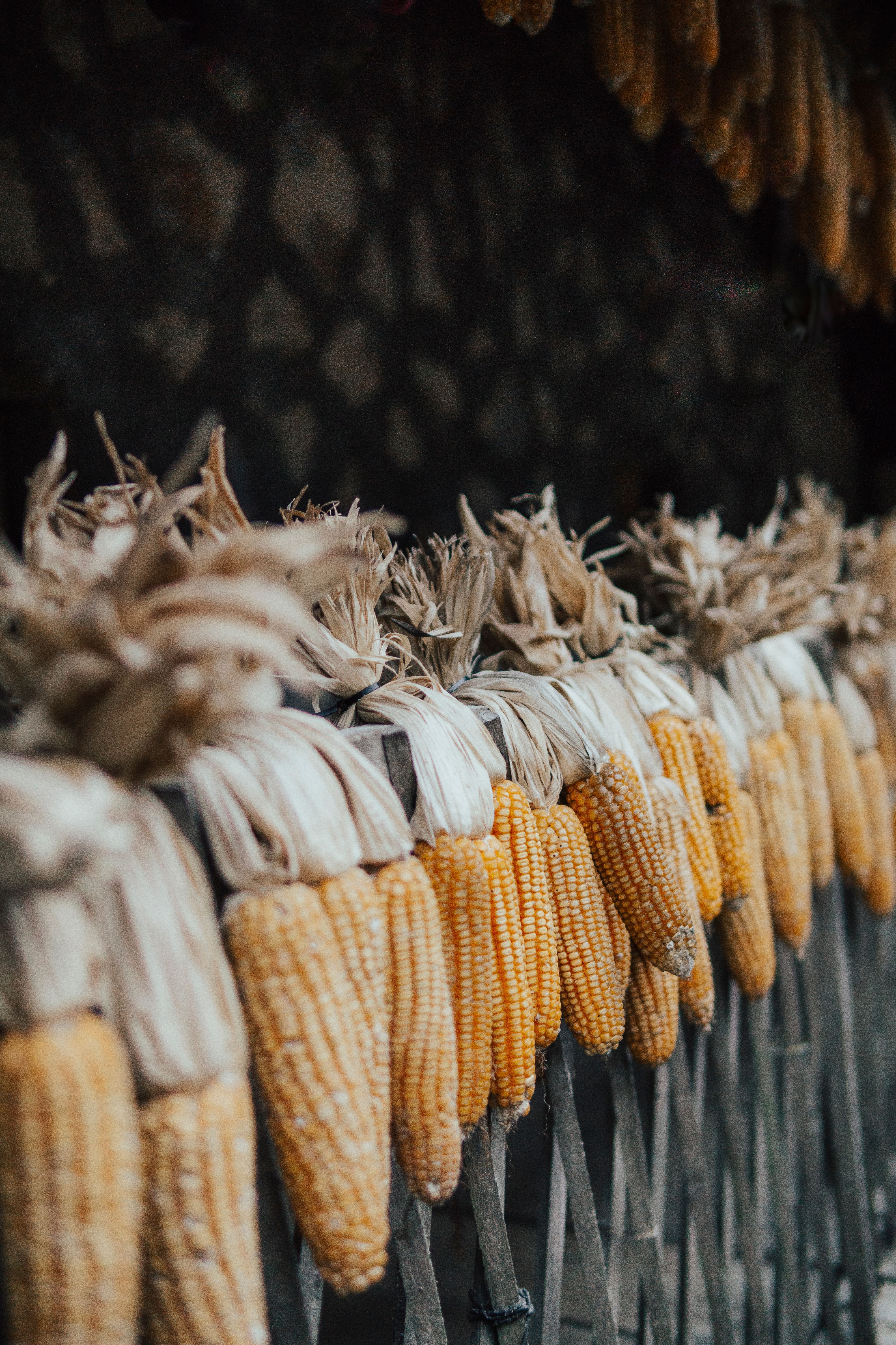 Dried maize cobs hanging to cure