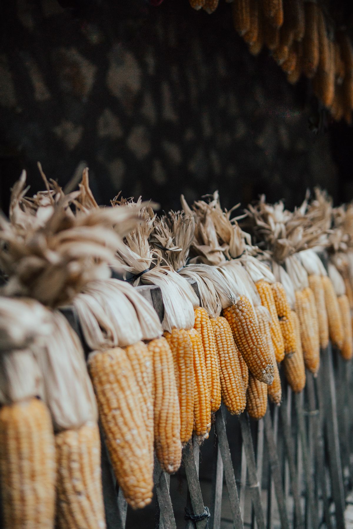 Rows of dried corn cobs hanging to dry, the staple grain behind the Rarámuri pinole diet