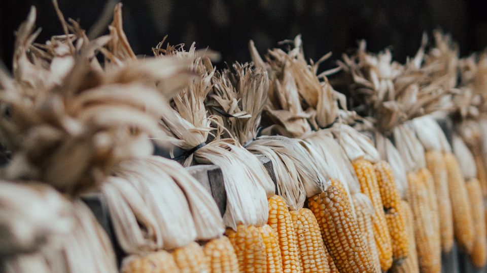 Dried maize cobs hanging to cure