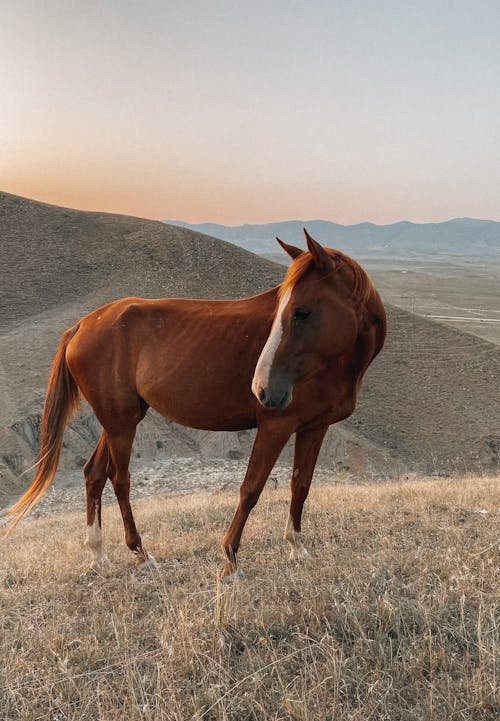 Free Brown Horse on Grassfield Stock Photo