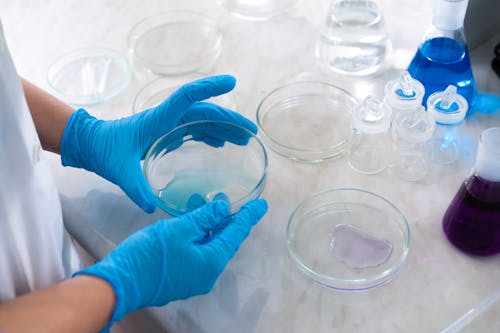 Person Wearing Medical Gloves Holding Petri Dish