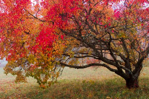 Striking autumn tree with vivid red and yellow leaves in a misty landscape, showcasing fall beauty.