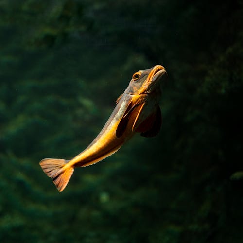 A Gurnard Swimming Underwater